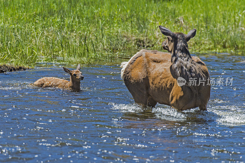 麋鹿(Cervus canadensis)是麋鹿科或鹿科最大的物种之一。黄石国家公园，怀俄明州。麋鹿妈妈和小鹿渡过麦迪逊河，看着小鹿安然无恙。